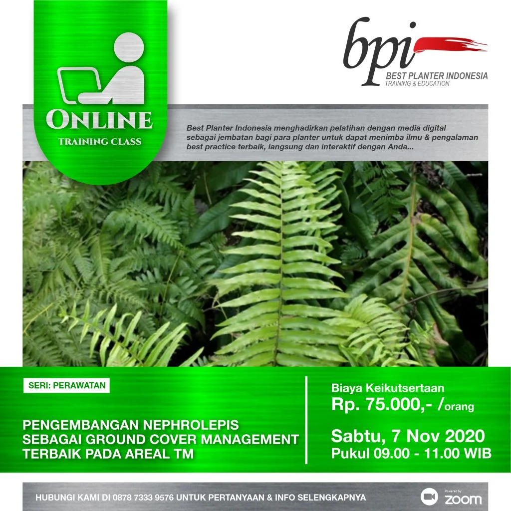 FLAYER OTC PEMBIAKAN NEPHROLEPSIS 7 NOV
