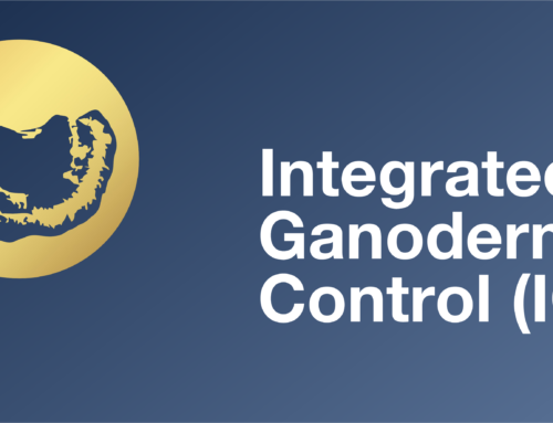 NOGAN – IGC