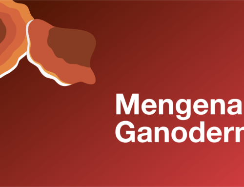 Apa Itu Ganoderma