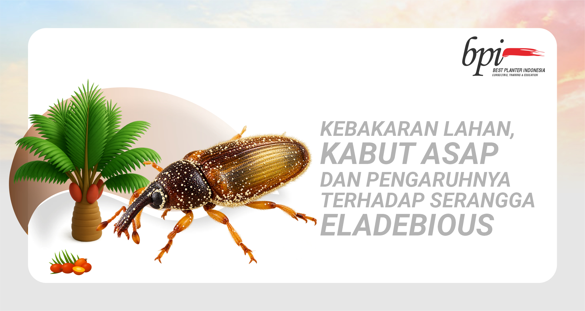 banner_elaeidobius